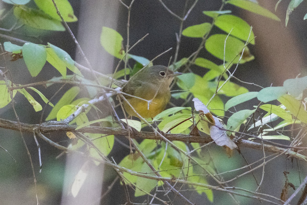markparula - ML643354581
