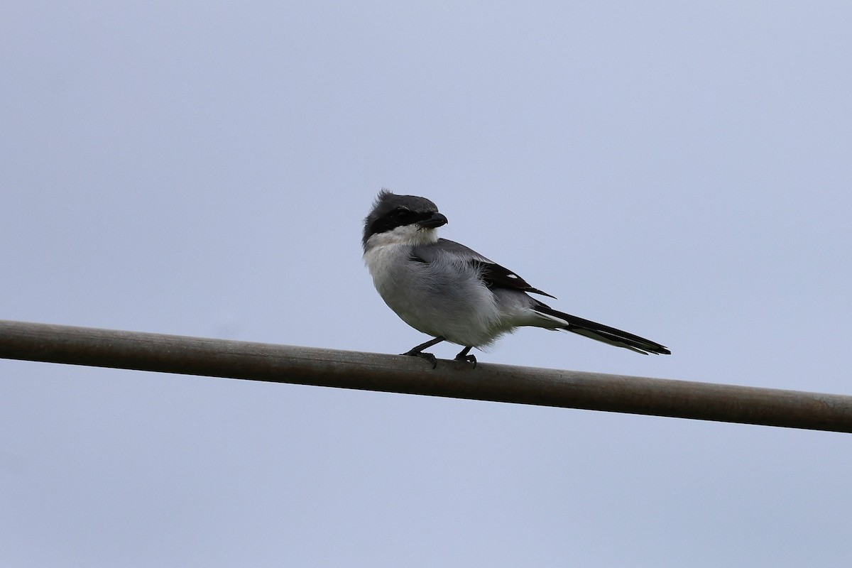 Loggerhead Shrike - ML643354589