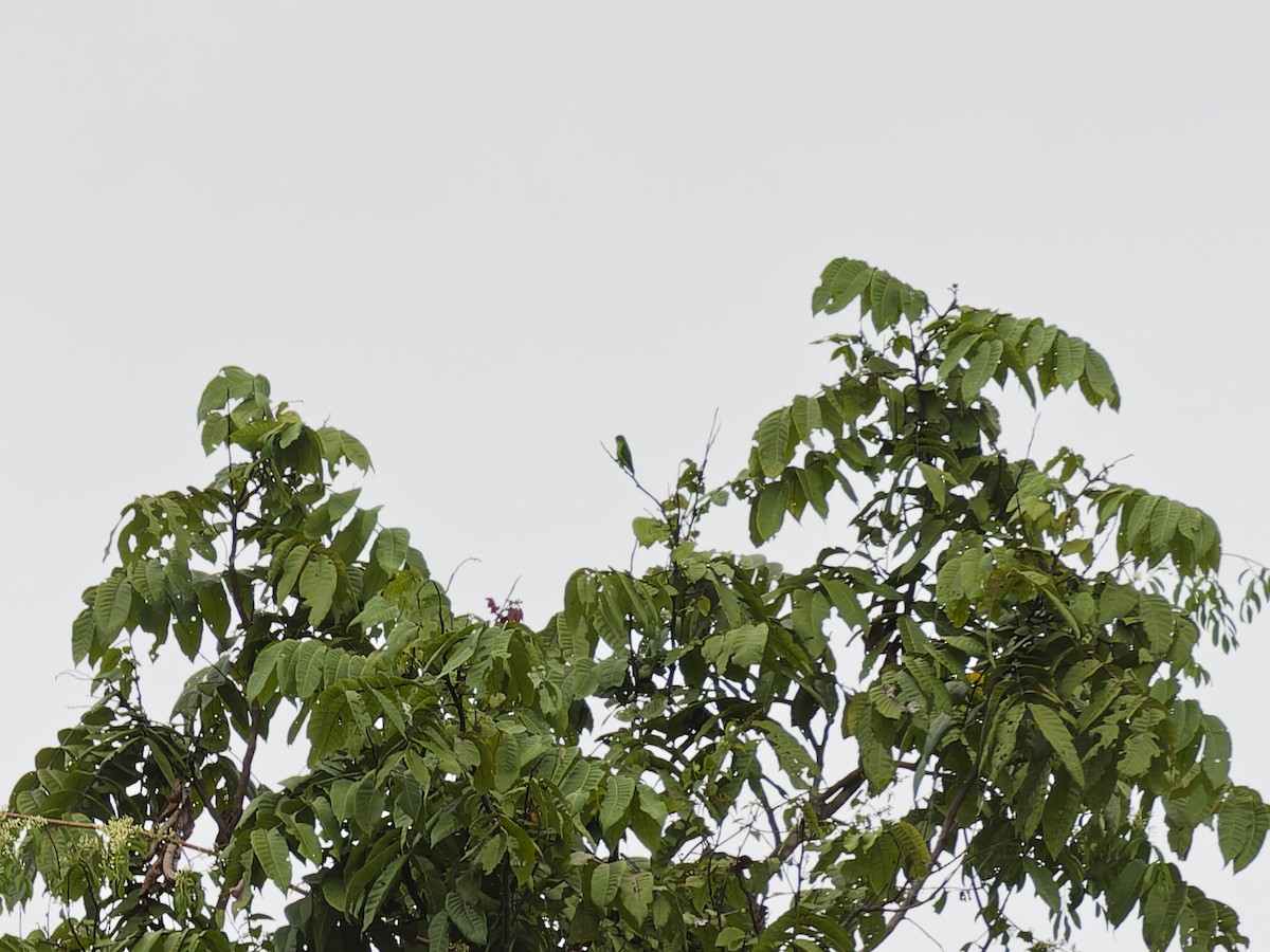 Papuan Hanging-Parrot - ML643354600