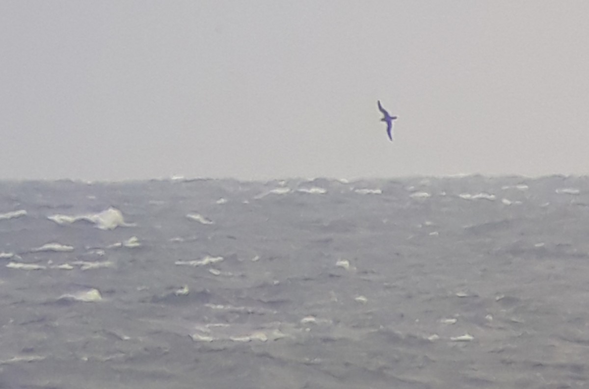 Sooty Shearwater - ML643354606