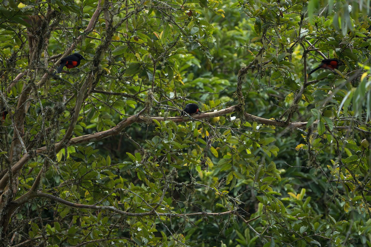 Red-bellied Grackle - ML643354607