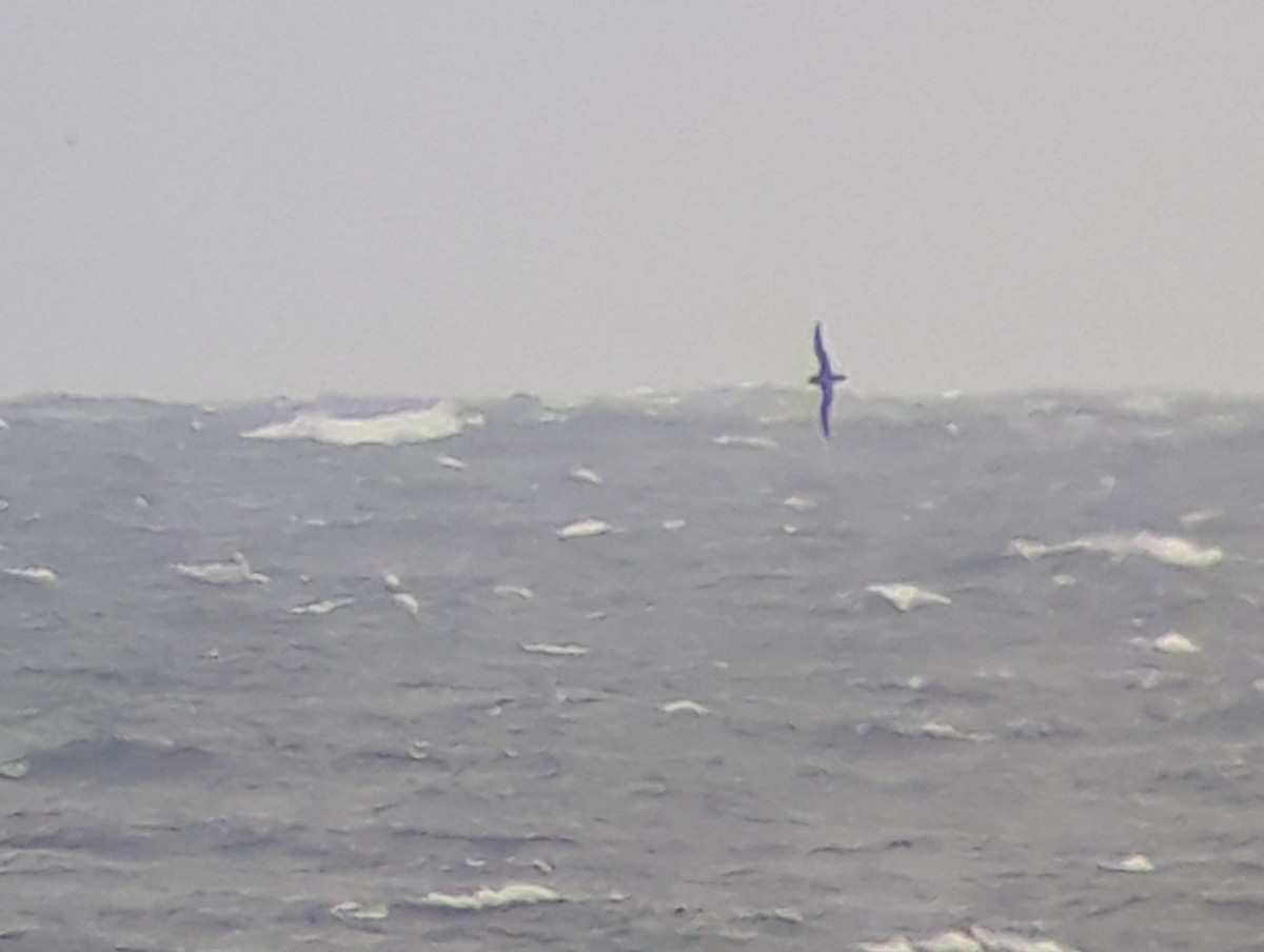 Sooty Shearwater - ML643354625