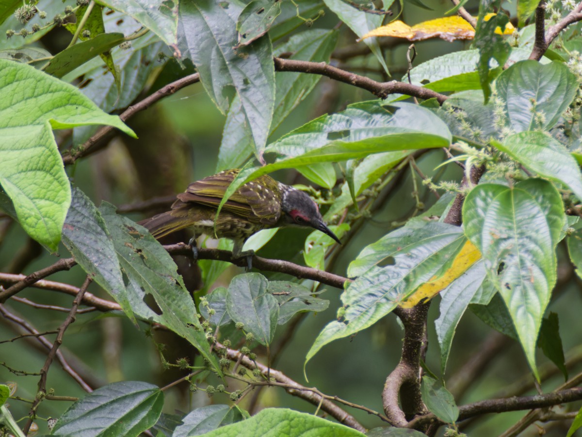 Spotted Honeyeater - ML643354626
