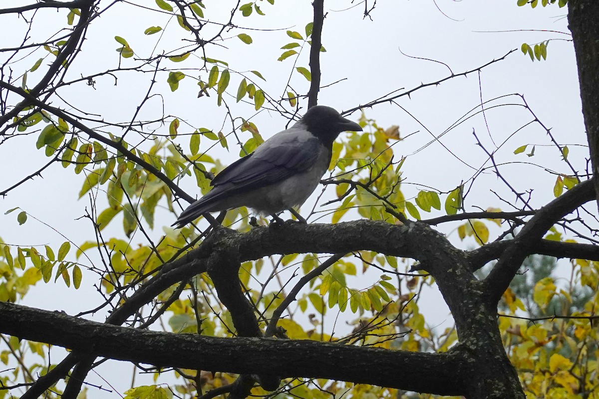 ズキンガラス - ML643354629