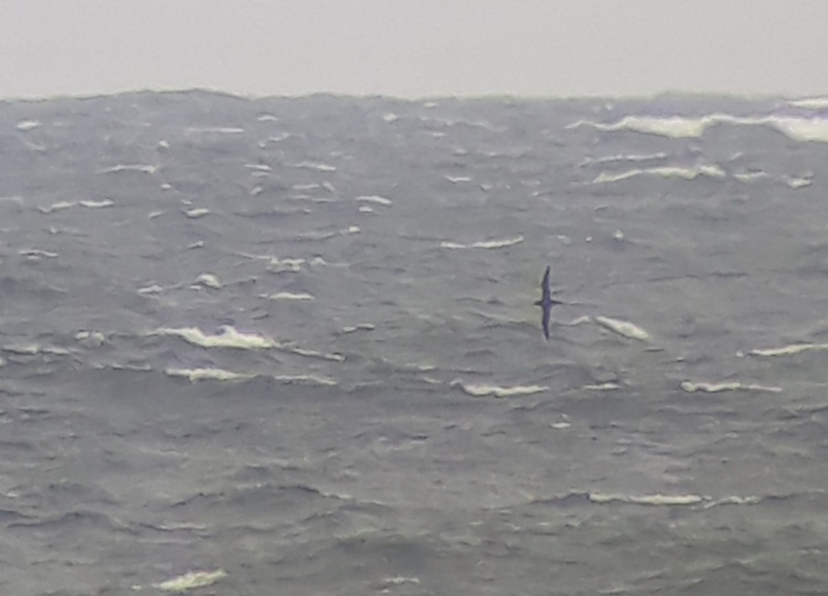 Sooty Shearwater - ML643354633