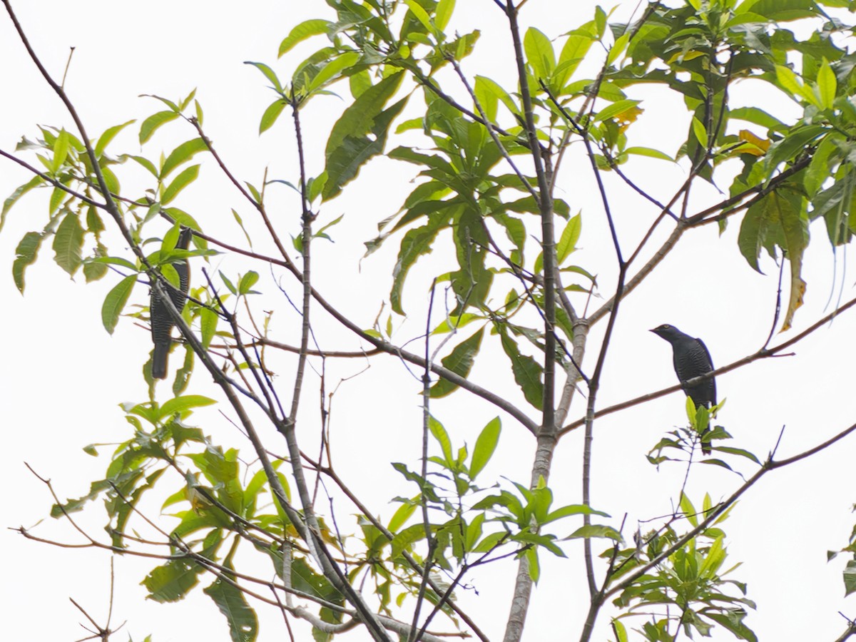 Barred Cuckooshrike - ML643354643