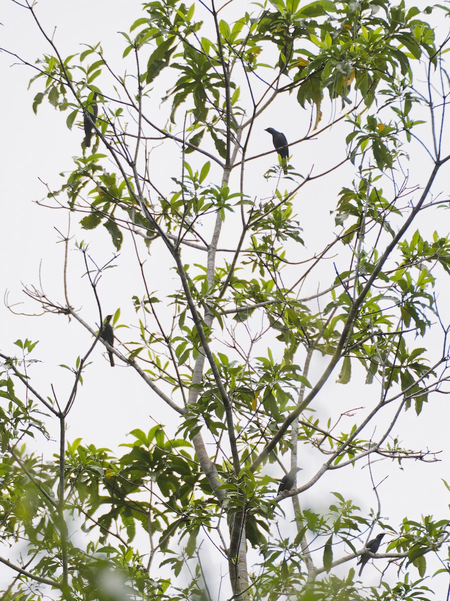 Barred Cuckooshrike - ML643354644
