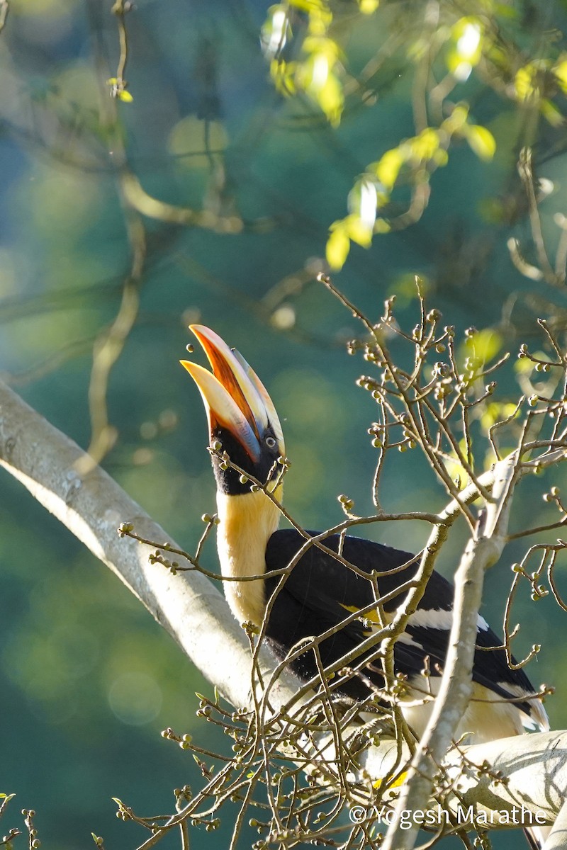 Great Hornbill - ML643354648