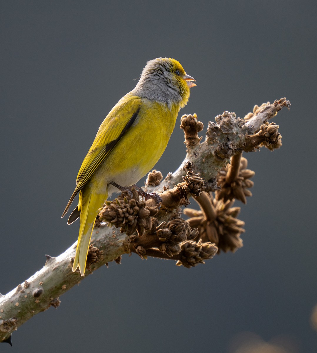 Cape Canary - ML643354658