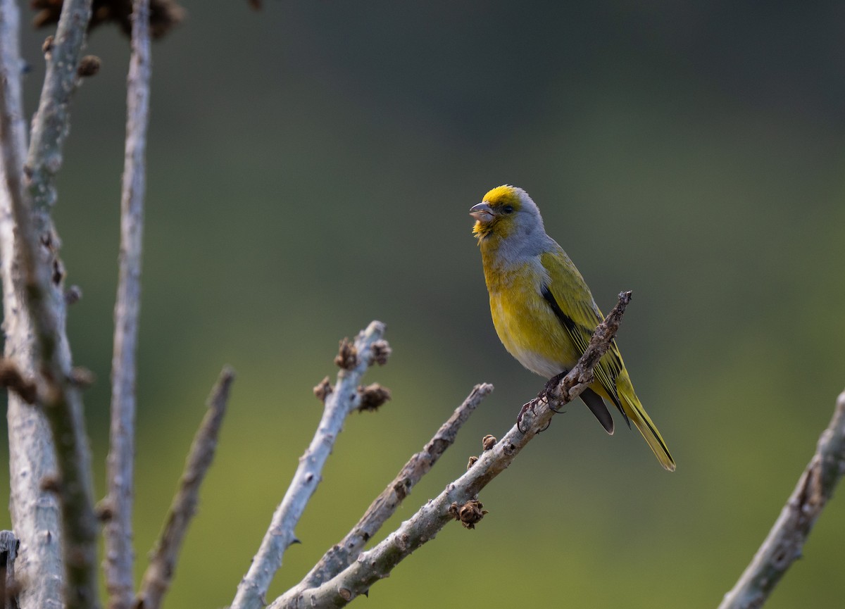 Cape Canary - ML643354660