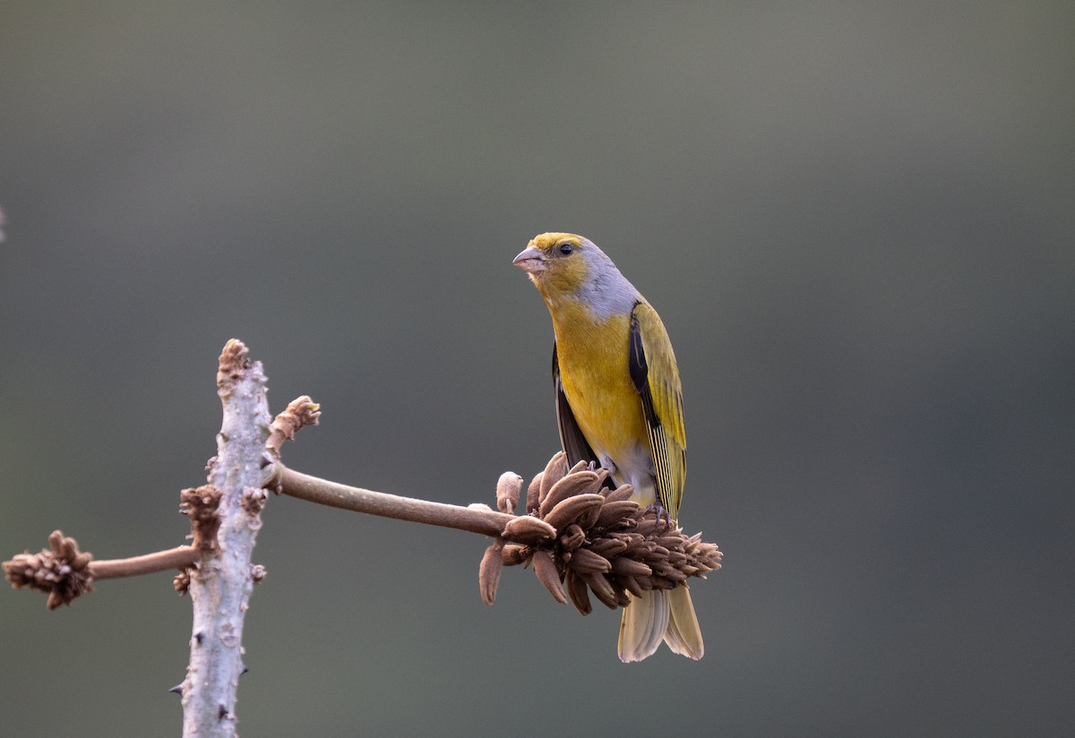 Cape Canary - ML643354661