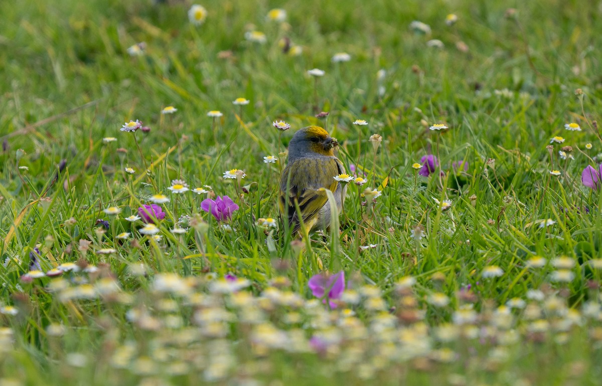 Cape Canary - ML643354662
