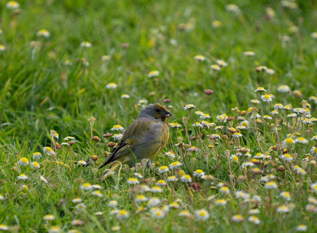 Cape Canary - ML643354663