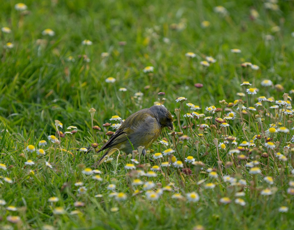 Cape Canary - ML643354664