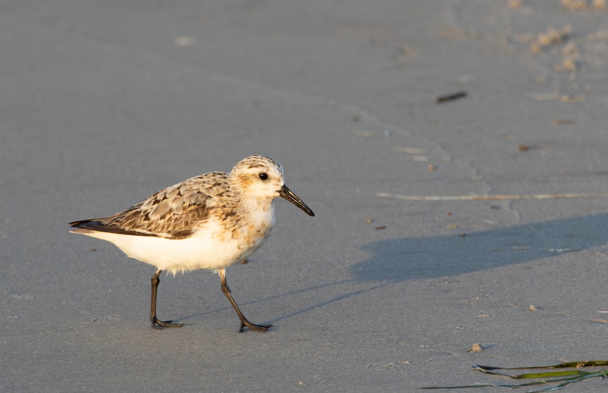Sanderling - ML643354683
