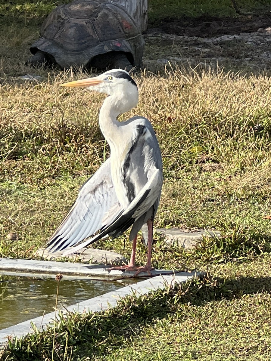 Gray Heron - ML643354688