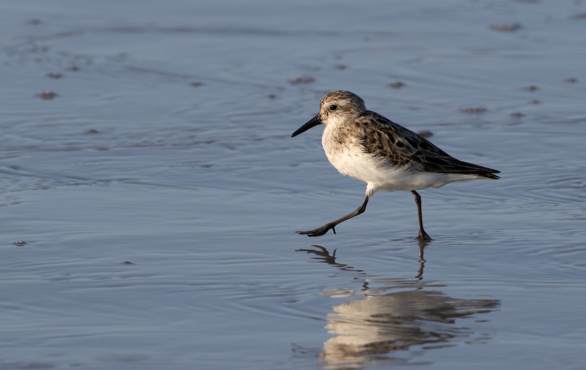 Semipalmated Sandpiper - ML643354696
