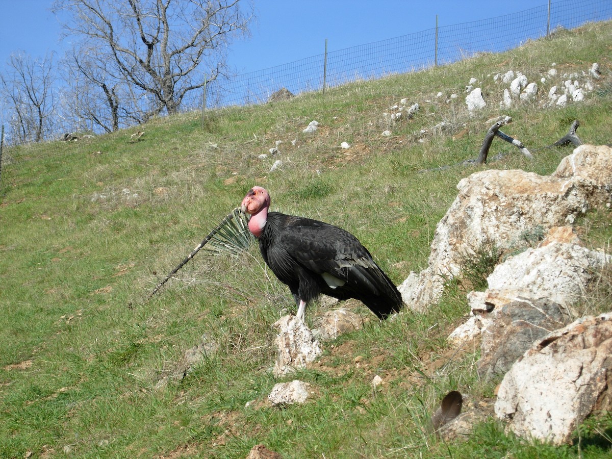 kaliforniakondor - ML643354706