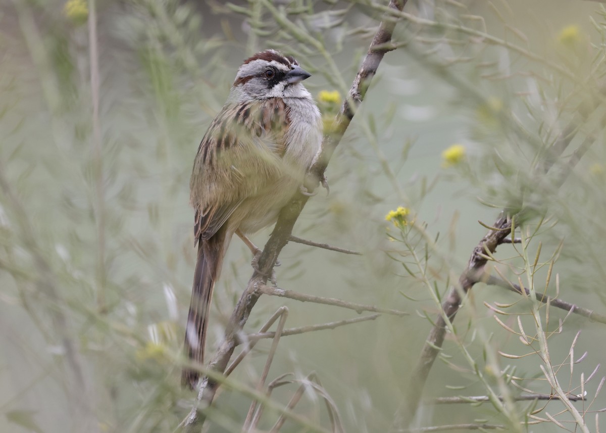 Yungas Sparrow - ML643354745