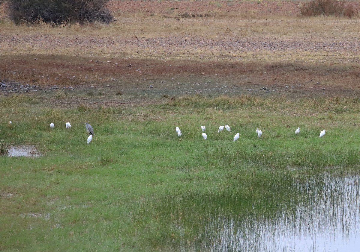 Western Cattle-Egret - ML643354754
