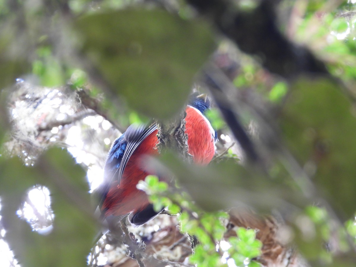 Трогон масковий - ML643354755