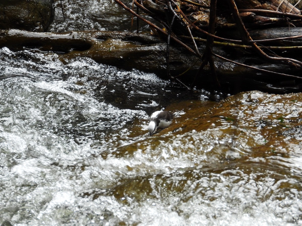 Пронурок білоголовий - ML643354765