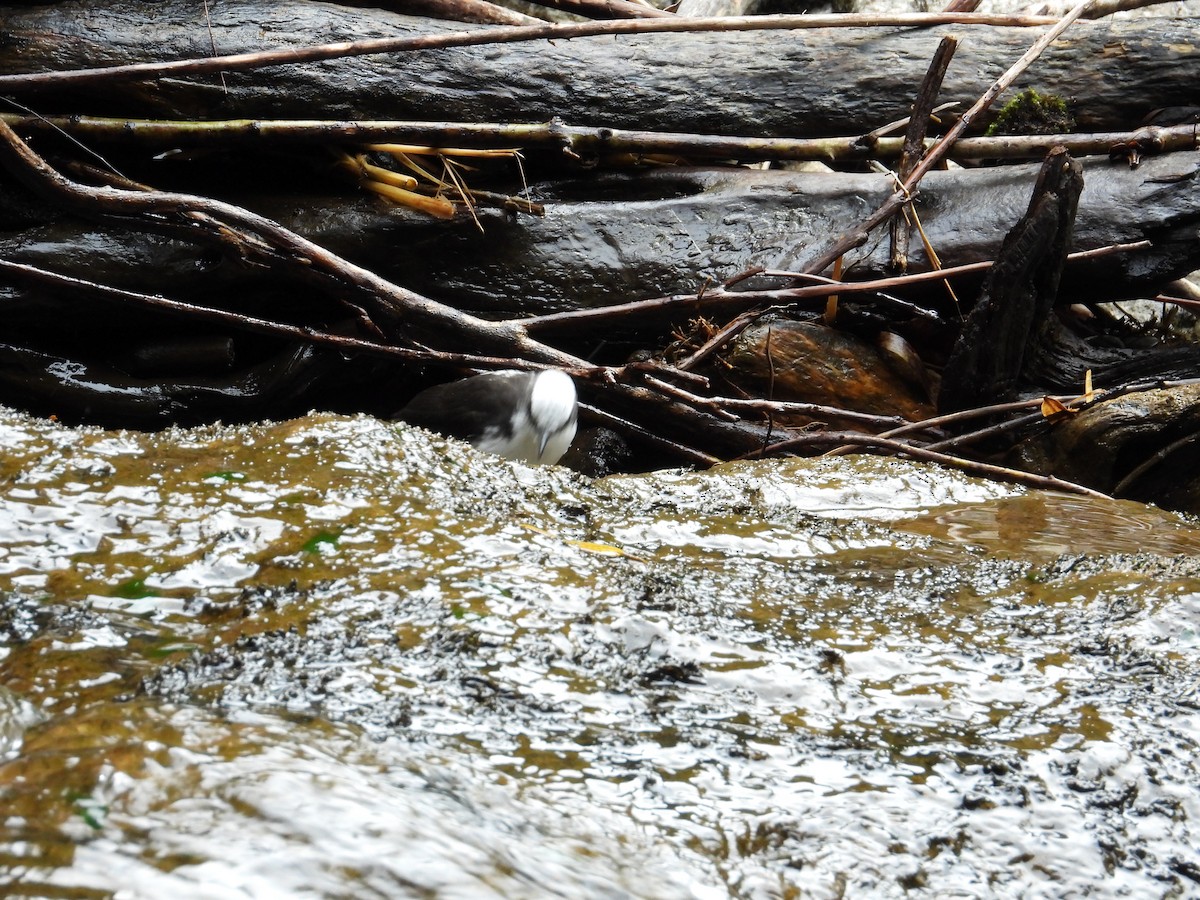 Пронурок білоголовий - ML643354767