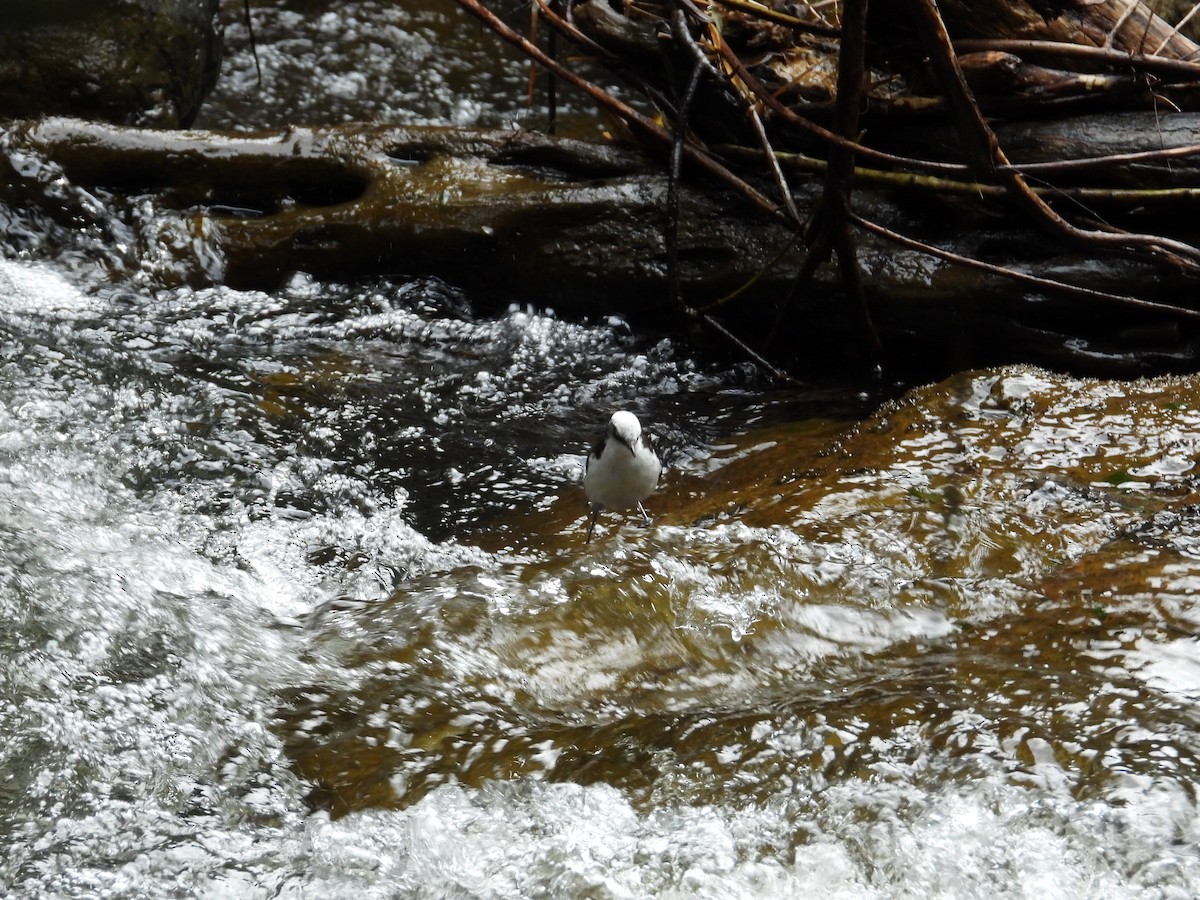 Пронурок білоголовий - ML643354768