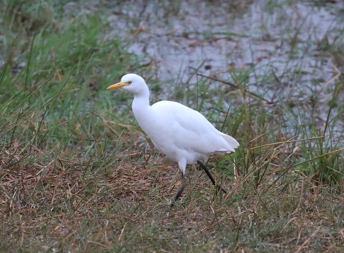 Western Cattle-Egret - ML643354775