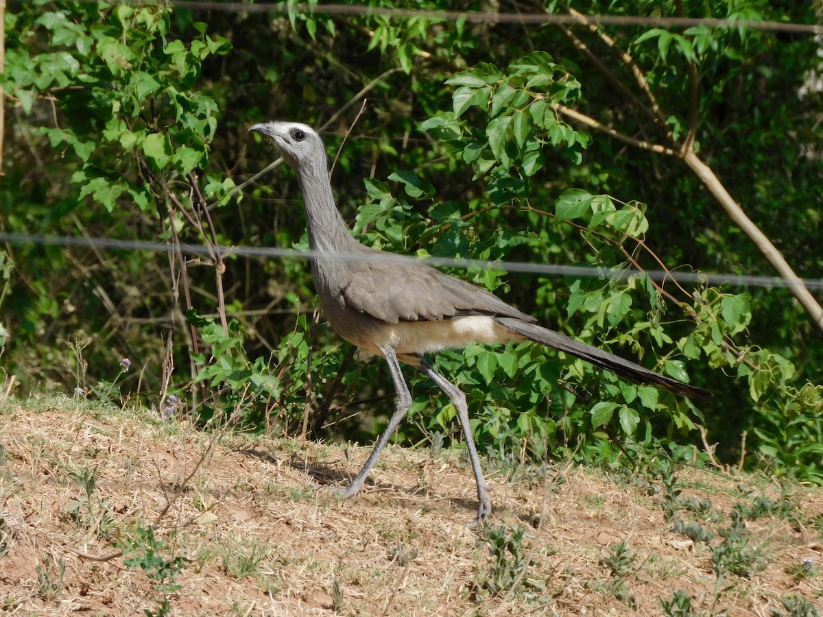 Cariama de Burmeister - ML643354781