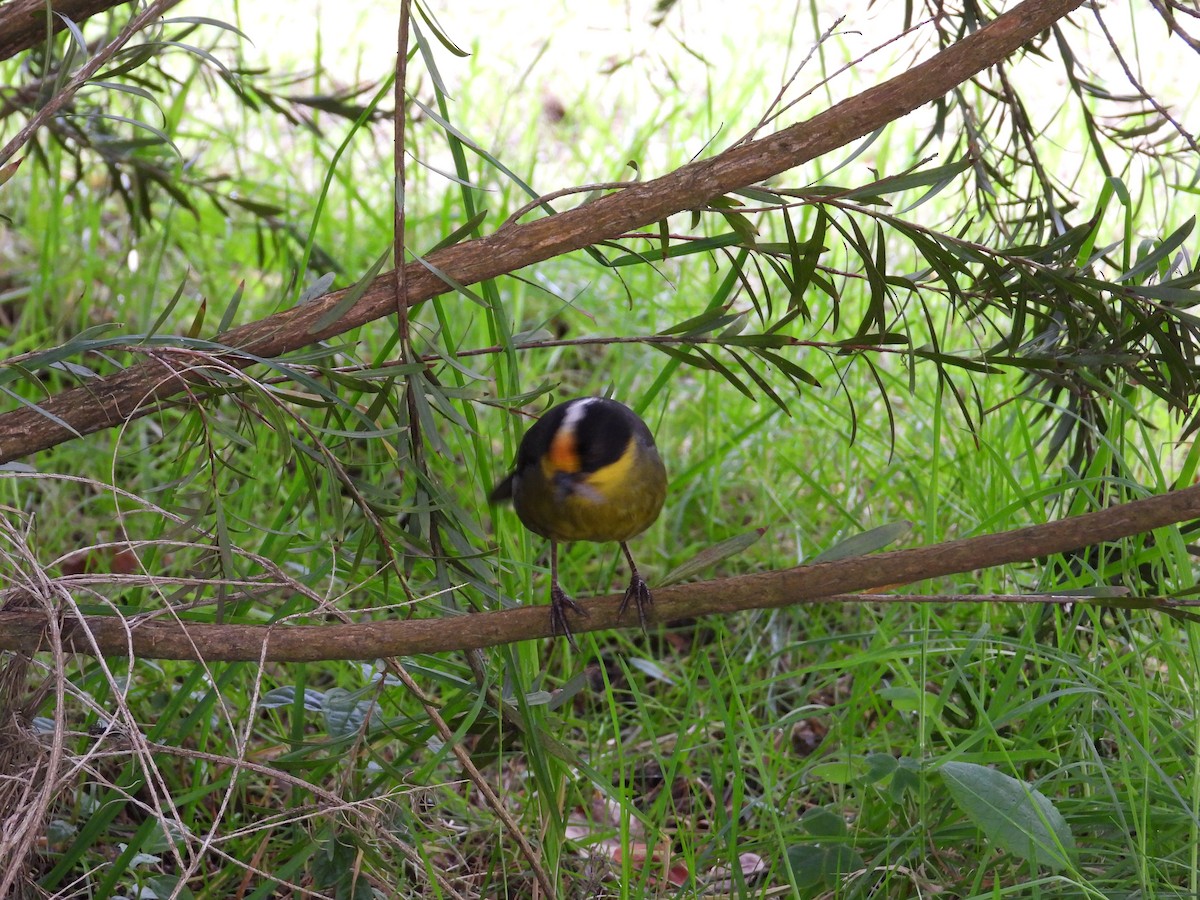 Pale-naped Brushfinch - ML643354785