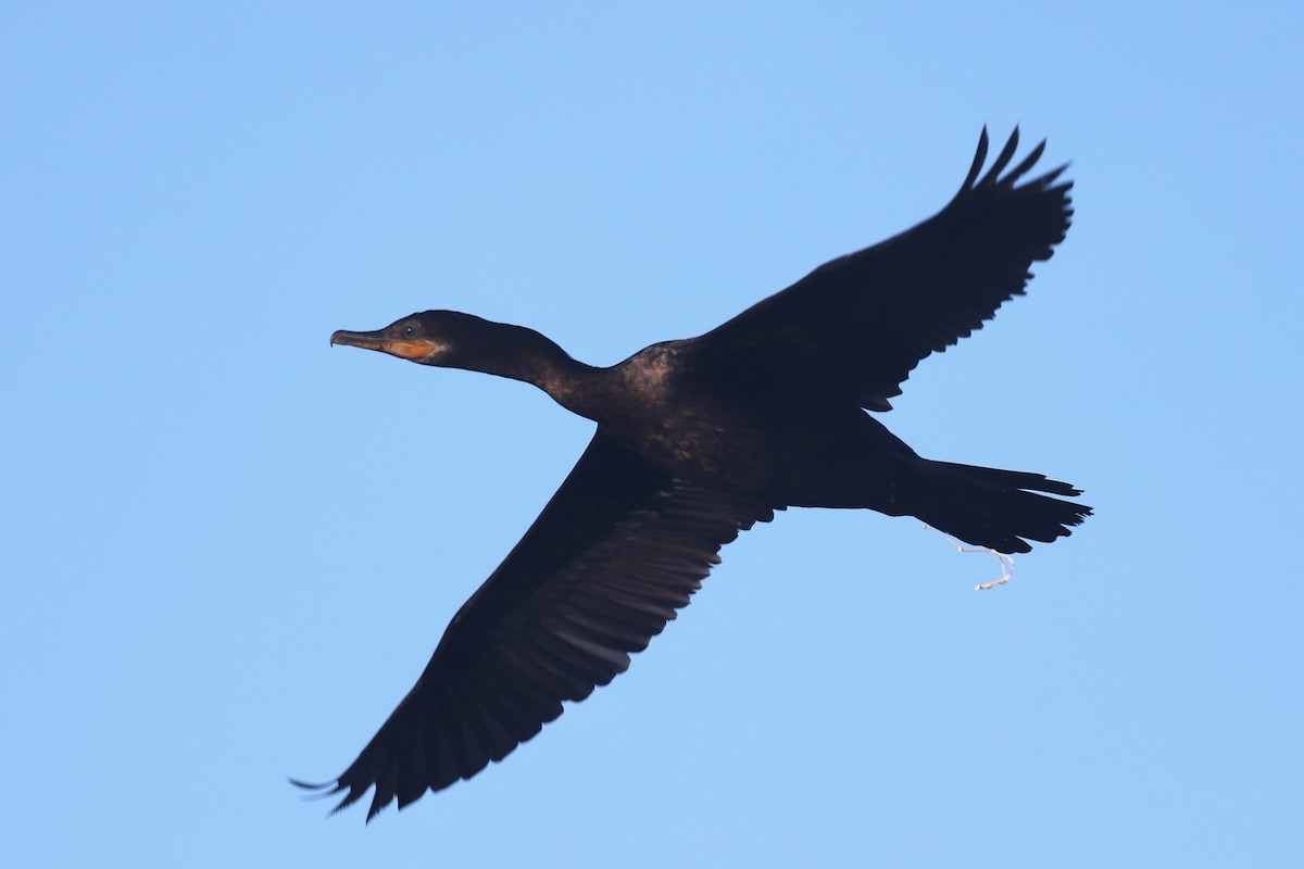 Neotropic Cormorant - ML643354799