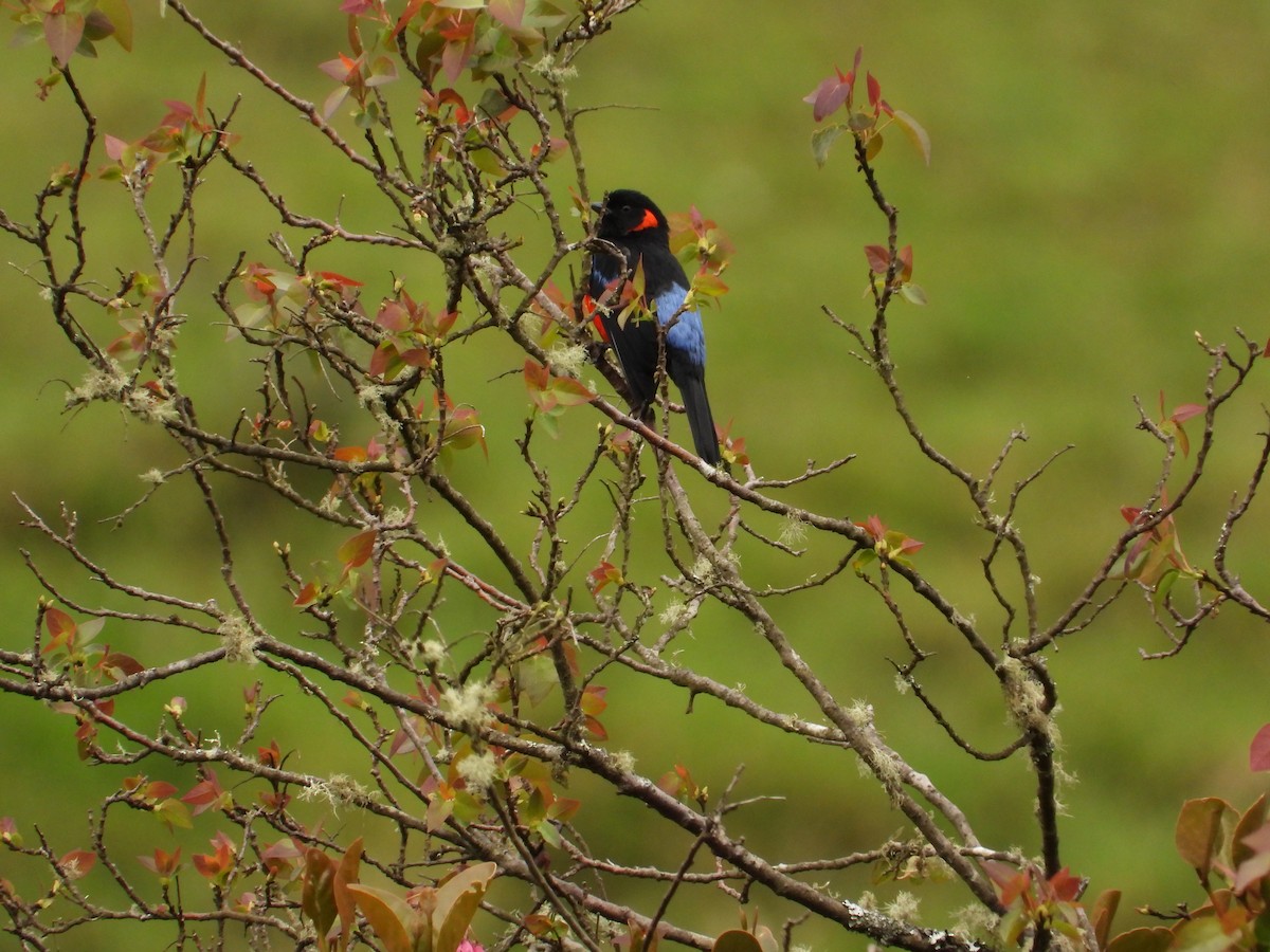 Андагра червонощока - ML643354806