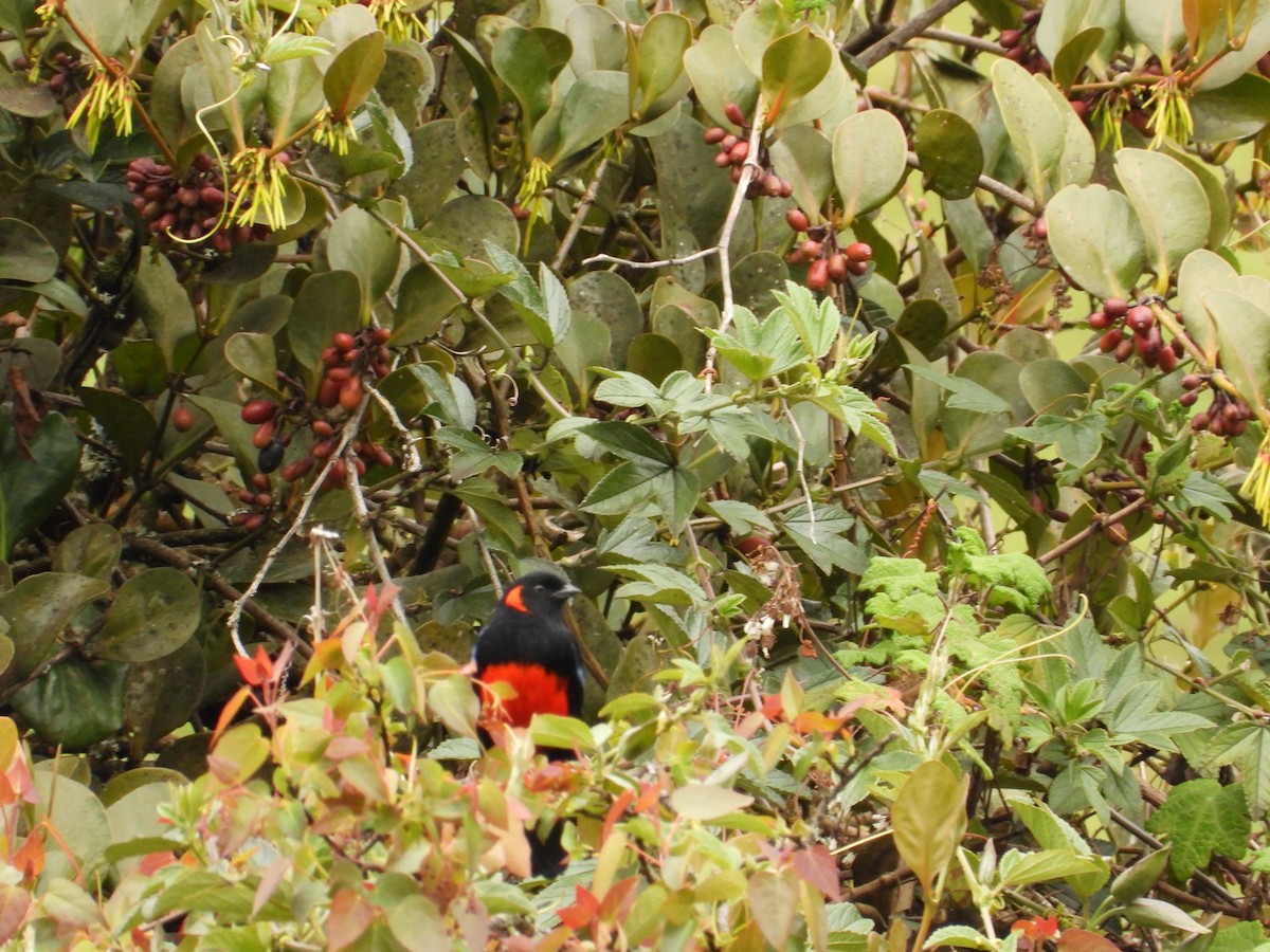 Андагра червонощока - ML643354807