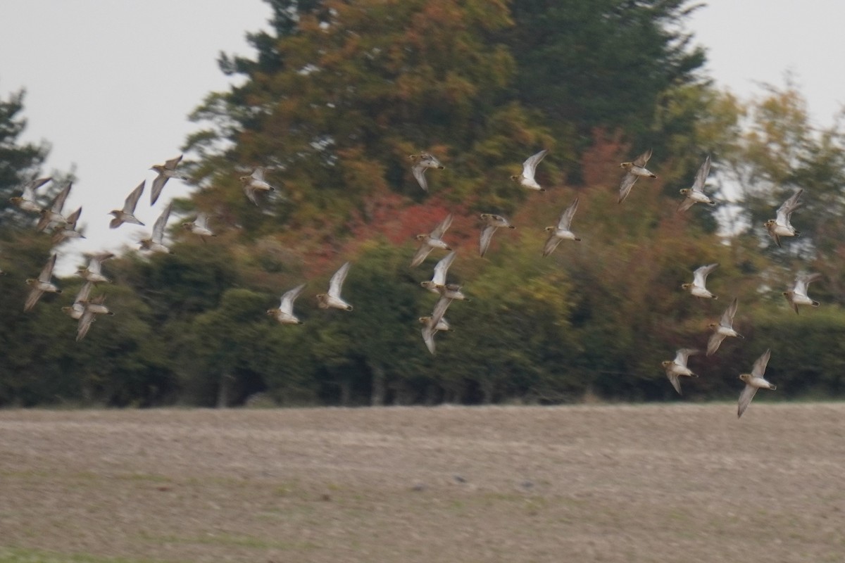 European Golden-Plover - ML643354826