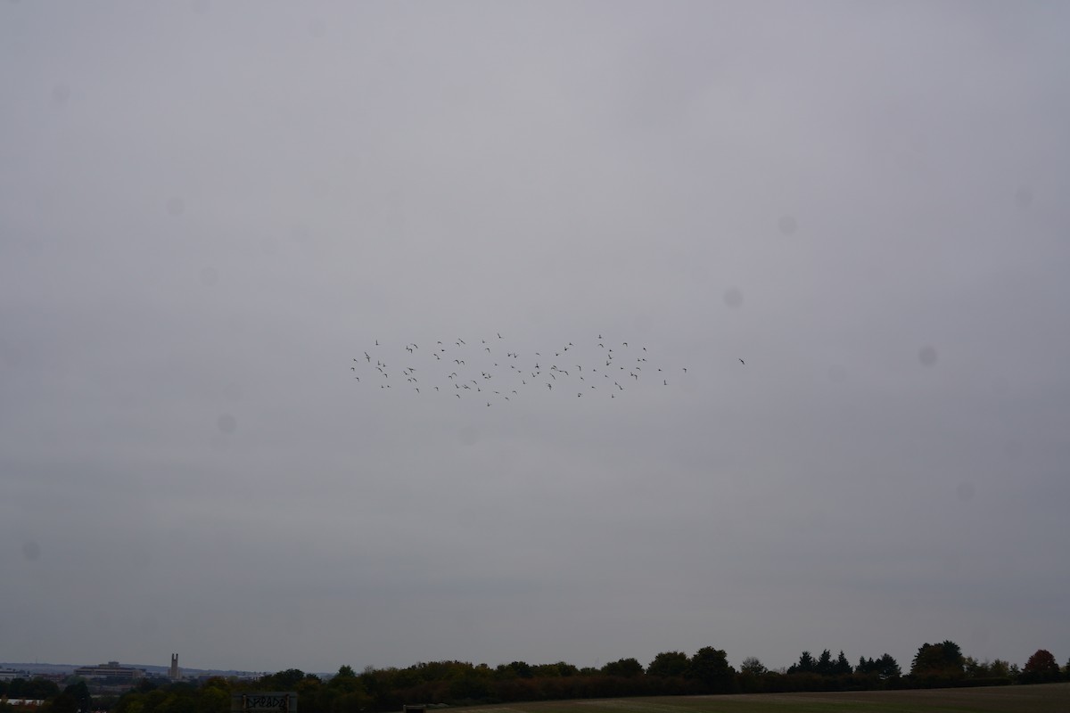 European Golden-Plover - ML643354828