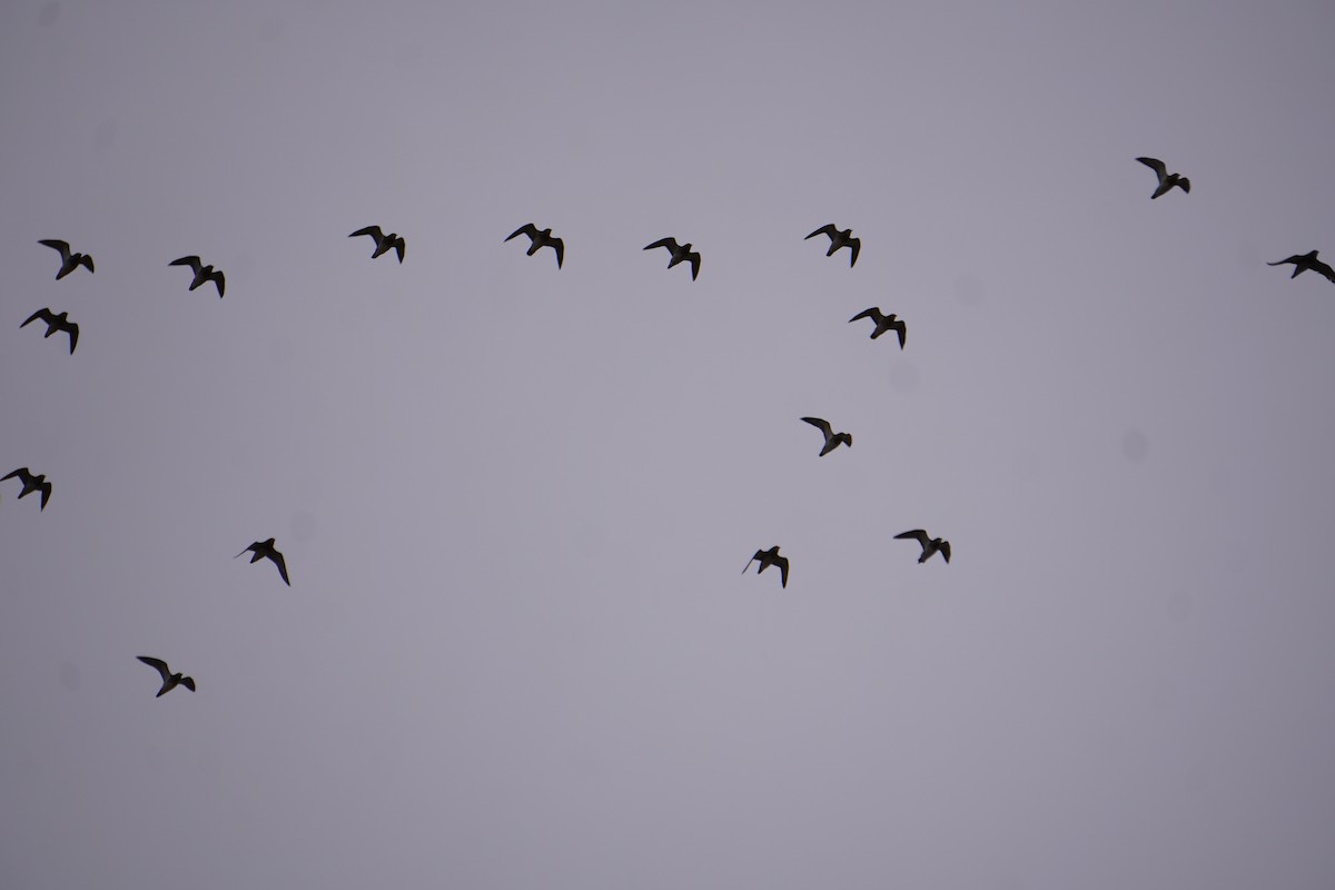 European Golden-Plover - ML643354829