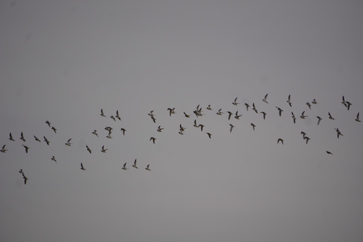 European Golden-Plover - ML643354830