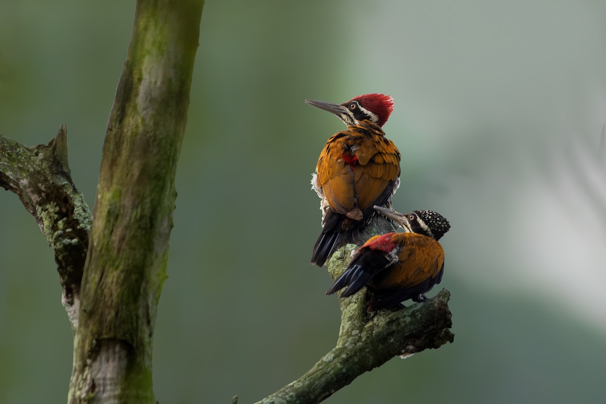 Greater Flameback - ML643354855