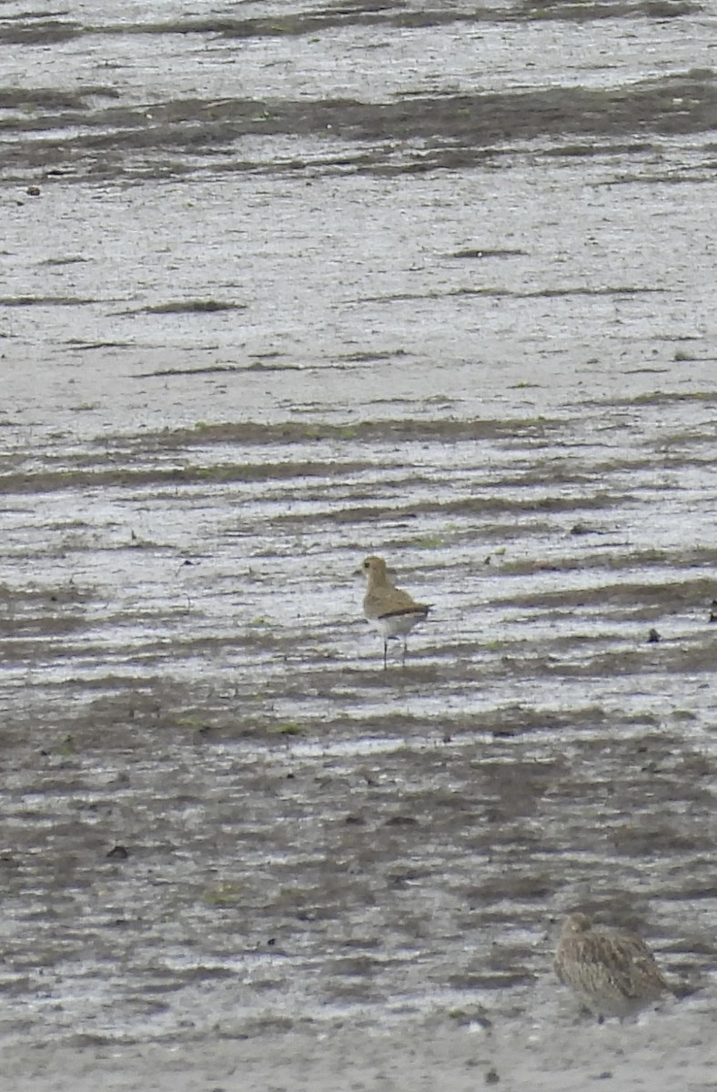 European Golden-Plover - ML643354865