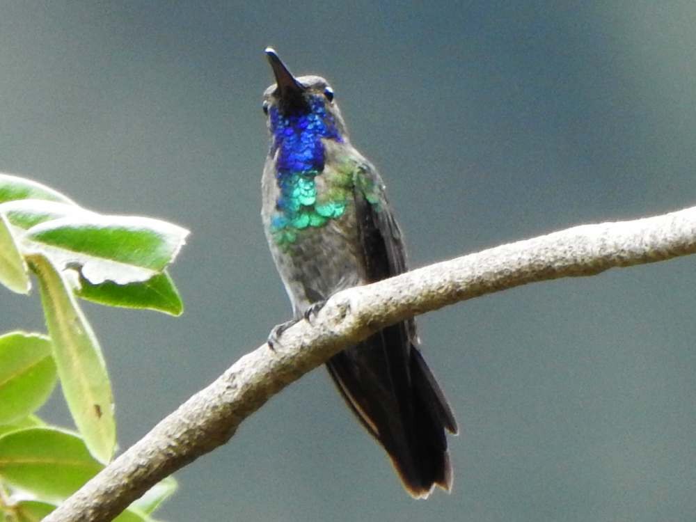 Golden-tailed Sapphire - ML643354868