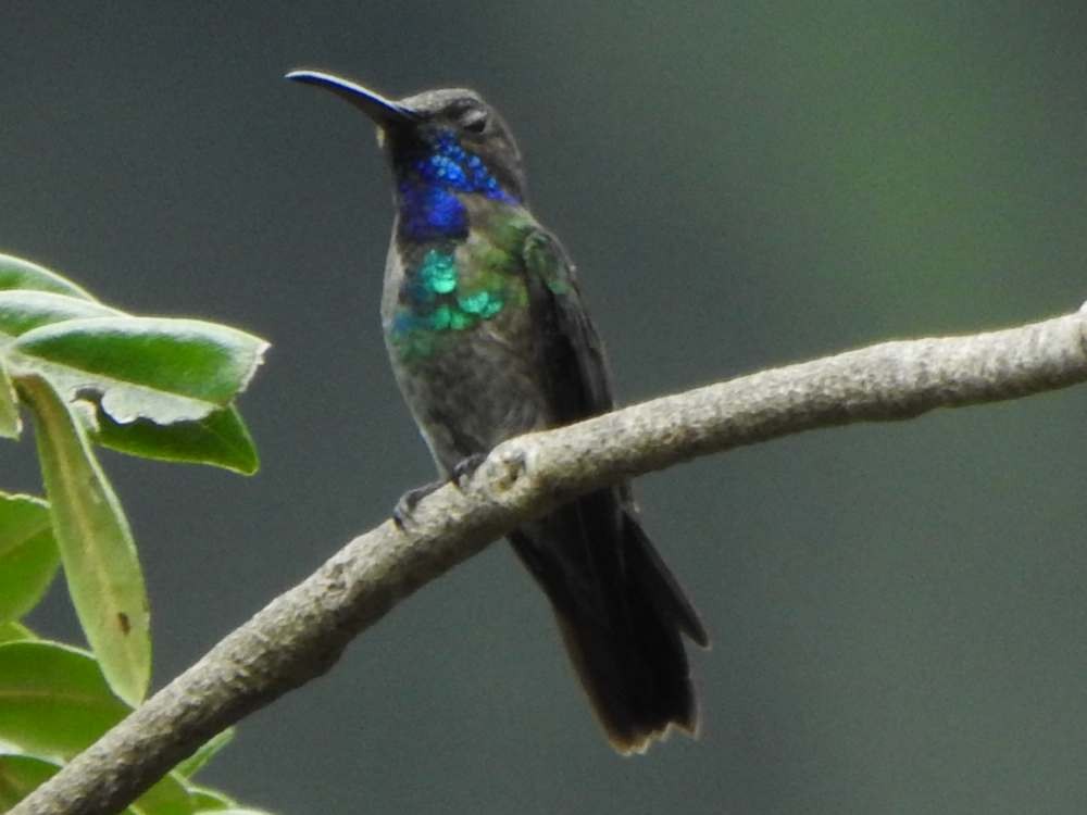 Golden-tailed Sapphire - ML643354869