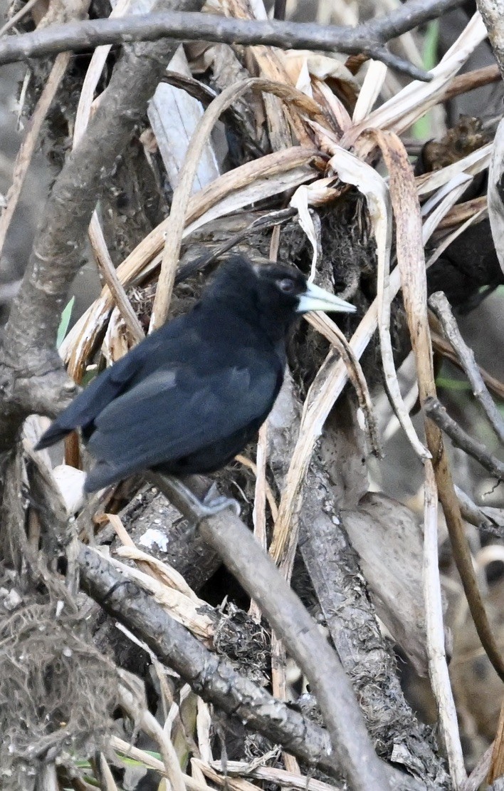 Solitary Black Cacique - ML643354874