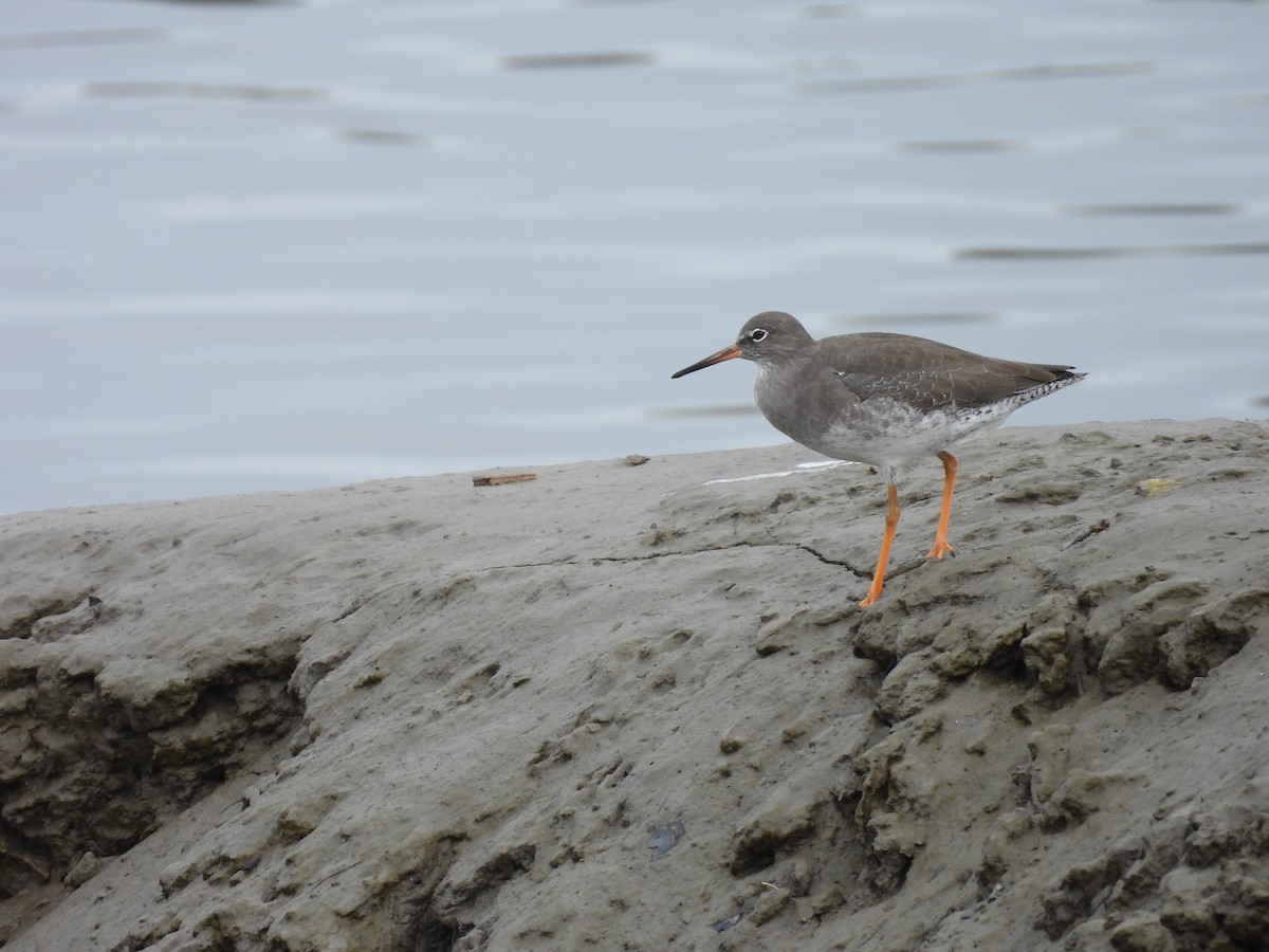 Common Redshank - ML643354877