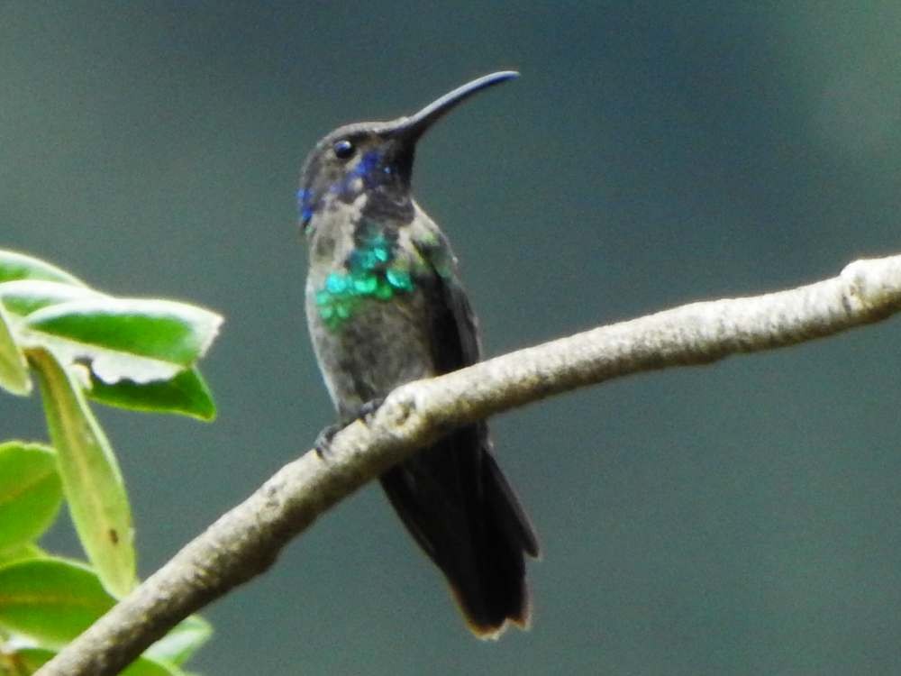 Golden-tailed Sapphire - ML643354880