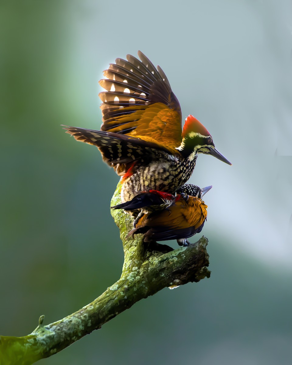 Greater Flameback - ML643354884