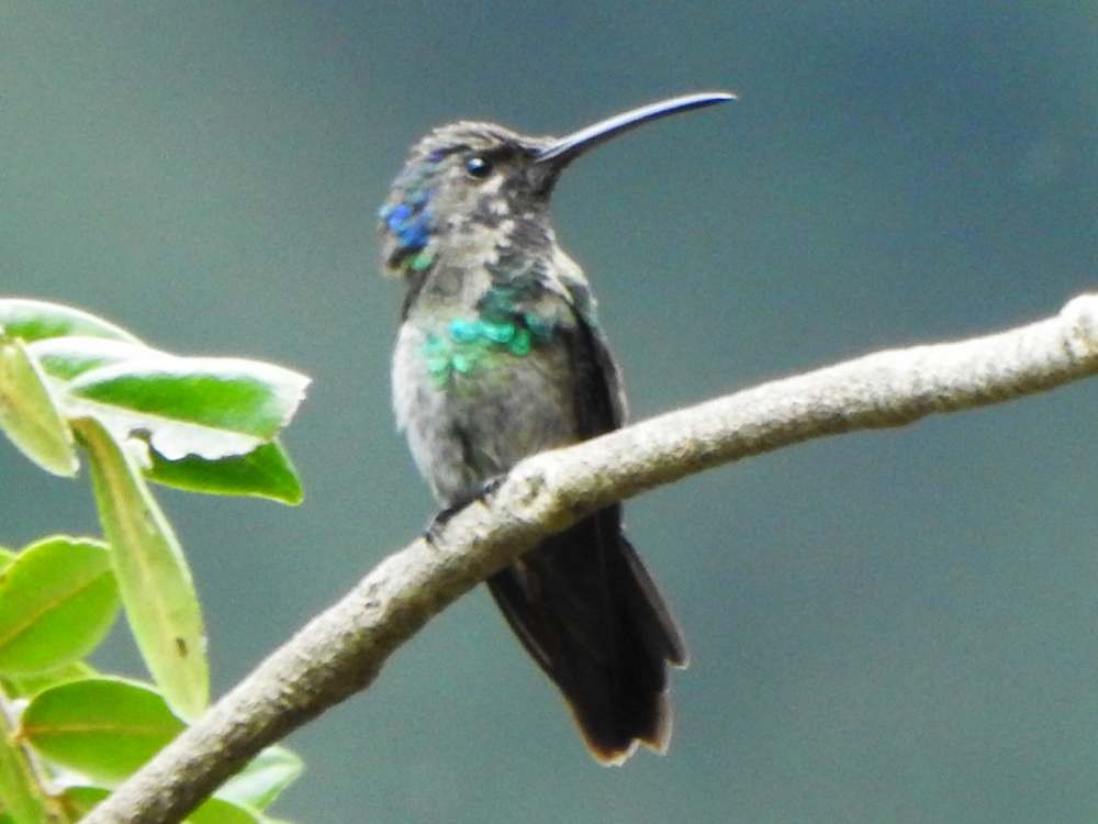 Golden-tailed Sapphire - ML643354888