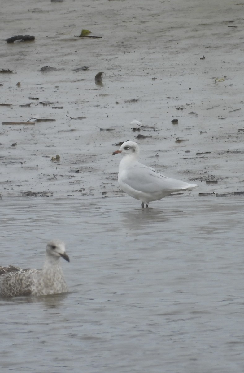 Mediterranean Gull - ML643354896