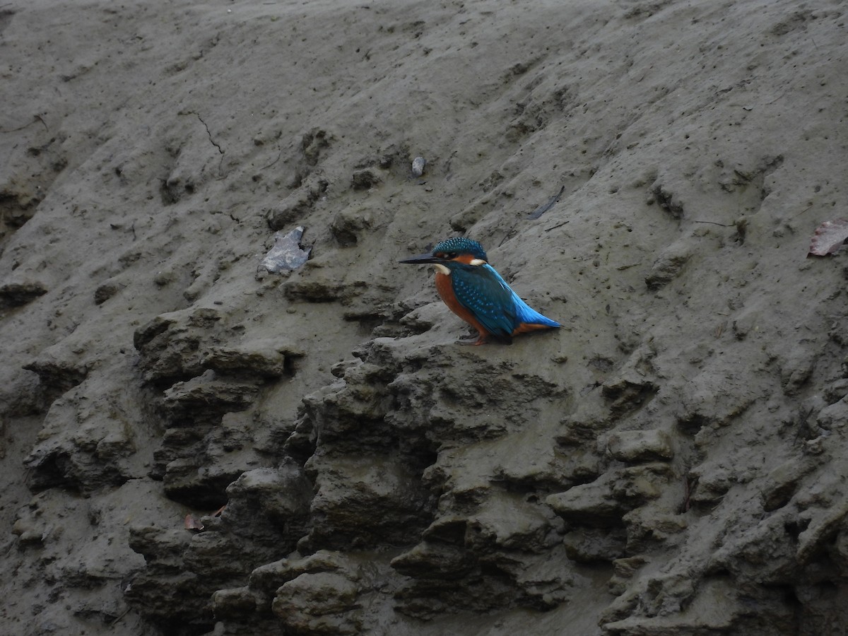 Common Kingfisher - ML643354911