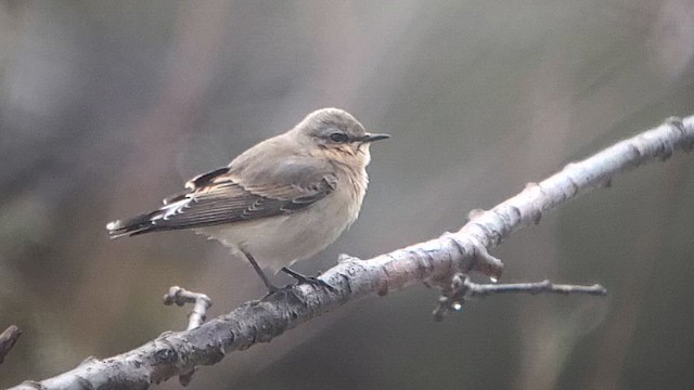 ハシグロヒタキ - ML643354919